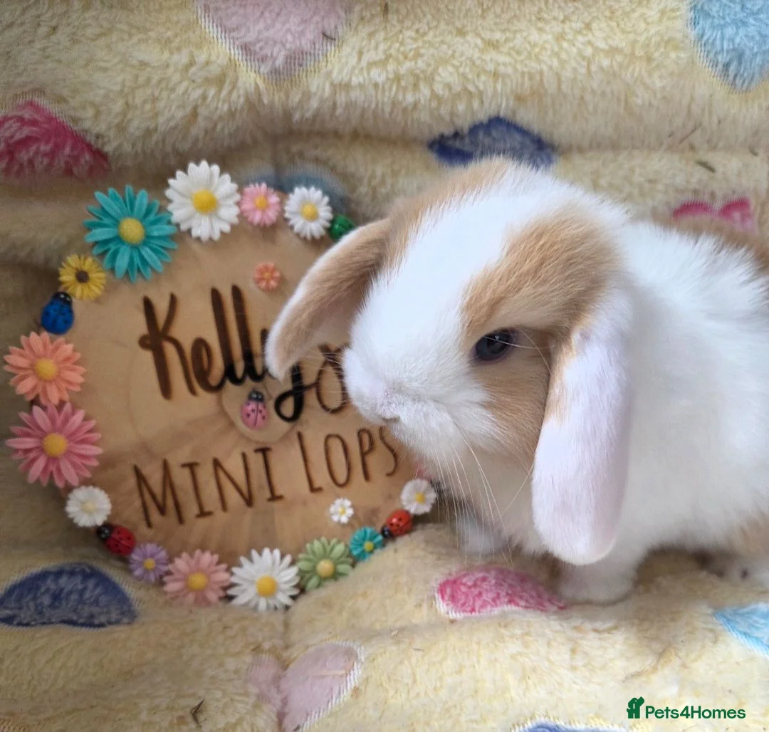 Mini Lop rabbits for sale: Purebred Mini Lops 🐰  - Advert 1