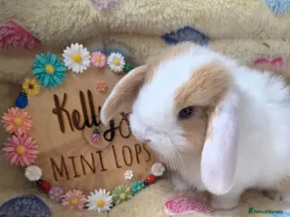 Mini Lop rabbits Purebred Mini Lops 🐰 - Advert 1