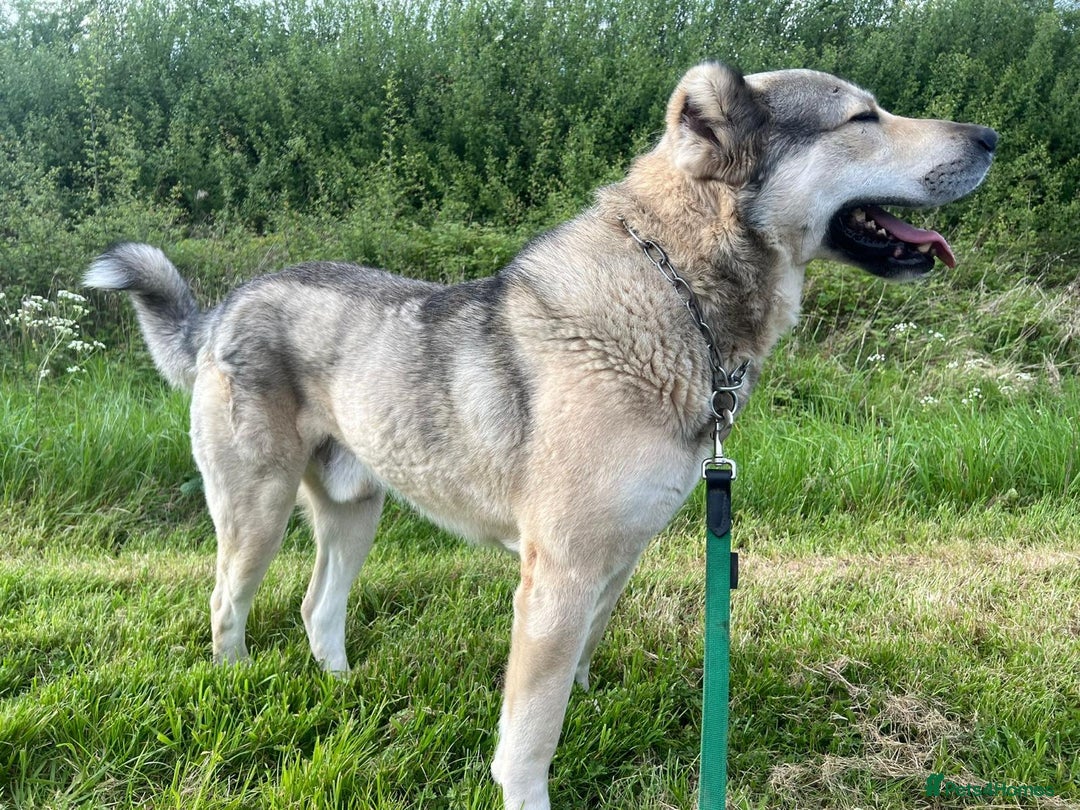 Mixed Breed dogs for sale: 🐾 Armenian Shepherd Security Dog - Meet Mango 🐾 - Image 5
