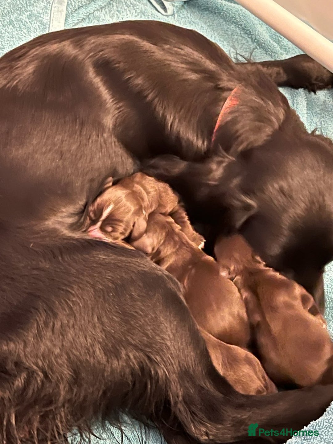 Cocker Spaniel dogs for stud: PROVEN KC REGISTERED Cocker Spaniel for Stud in Tadworth - Image 10