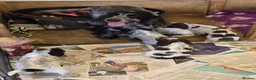 Cocker Spaniel dogs for sale: Show type cocker spaniel puppies  - Advert 16