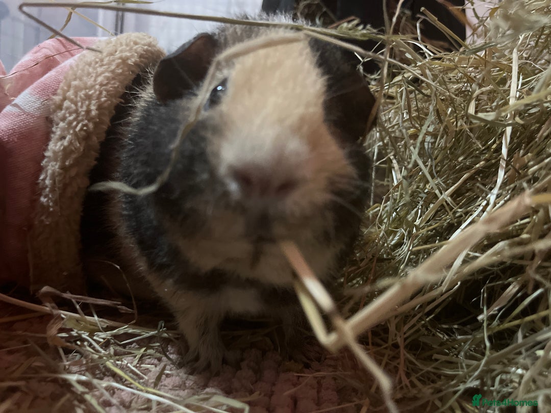 Guinea Pig rodents for sale: Two Male Guinea Pigs Looking for Loving Adult Home - Image 3