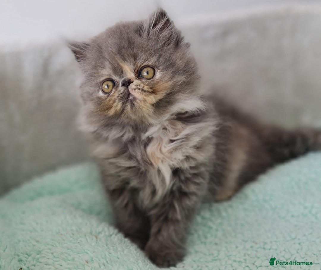Persian cats for sale: Beautiful kittens looking for loving homes!!! in Stanford-le-Hope - Image 2