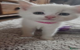 Mixed Breed cats for sale: Pure white kittens Mainecoon x - Image 8