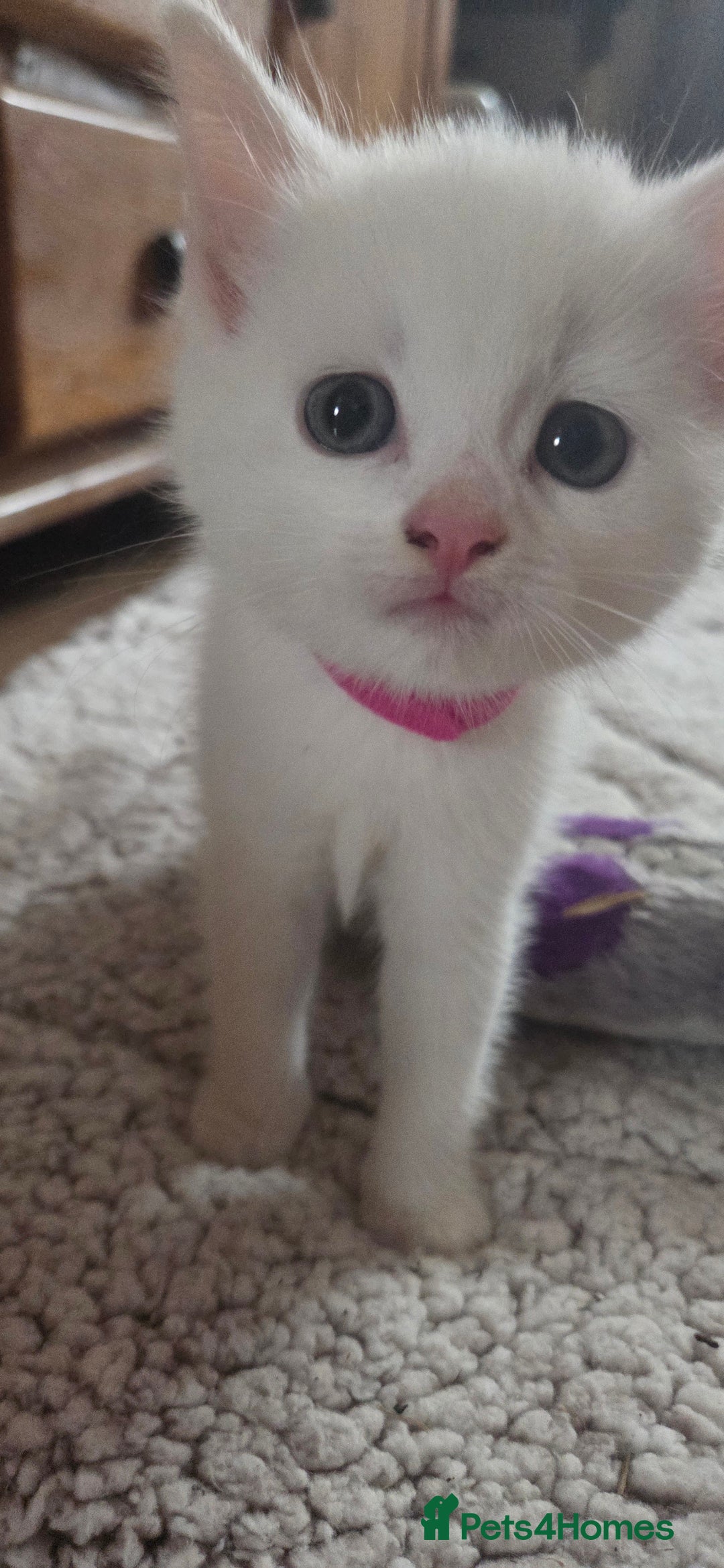 Mixed Breed cats for sale: Pure white kittens Mainecoon x - Image 8