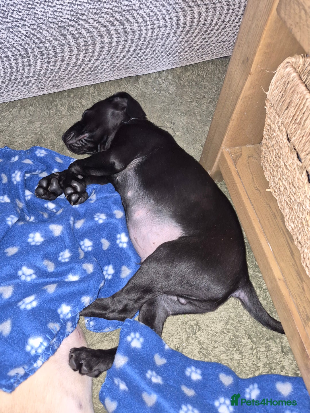 Labrador Retriever dogs for sale: Labrador puppies for sale - Advert 3