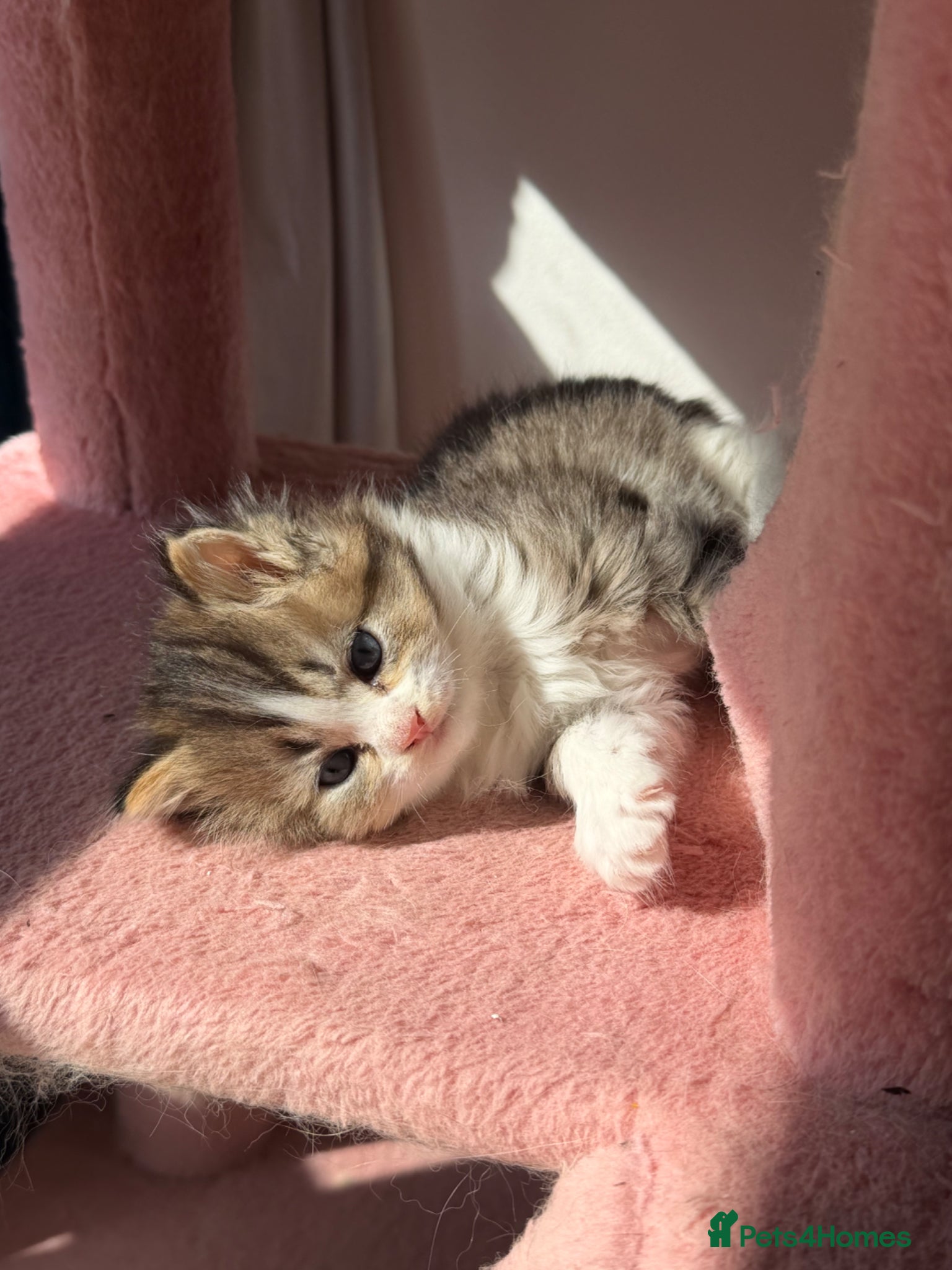 British Longhair cats  800£ each kitten with all health care - Advert 4