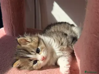 British Longhair cats 800£ each kitten with all health care - Advert 4