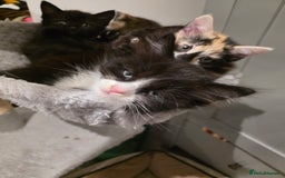 British Longhair cats for sale: 7 kittens boys and girls. British longhair cross  - Image 2