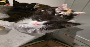 British Longhair cats - Advert 4