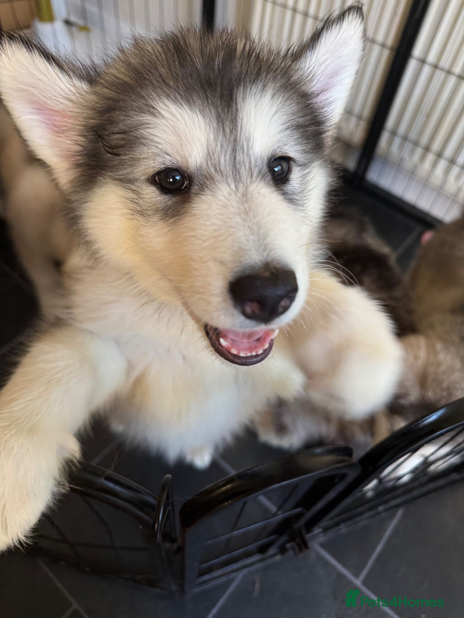 Alaskan Malamute dogs Alaskian malamute puppies  - Advert 9