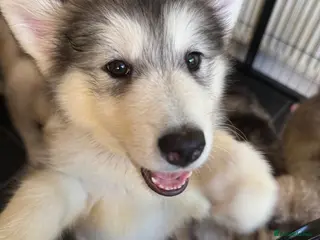 Alaskan Malamute dogs Alaskian malamute puppies - Advert 2