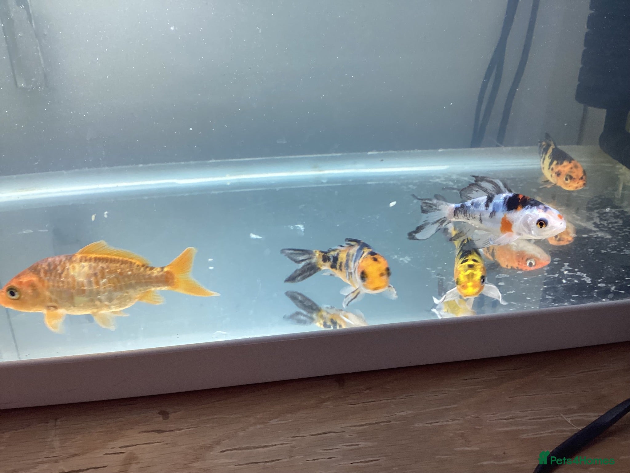 Koi Carp fish Grade A 6x baby koi / fish tank accessories  - Advert 1