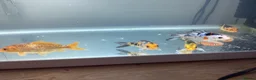 Koi Carp fish for sale: Grade A 6x baby koi / fish tank accessories  - Advert 1