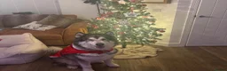 Alaskan Malamute dogs for adoption: Teddy (Alaskan Malamute) in Southampton - Advert 17