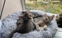 Maine Coon cats for sale: Beautiful Maine Coon X kittens  - Image 4