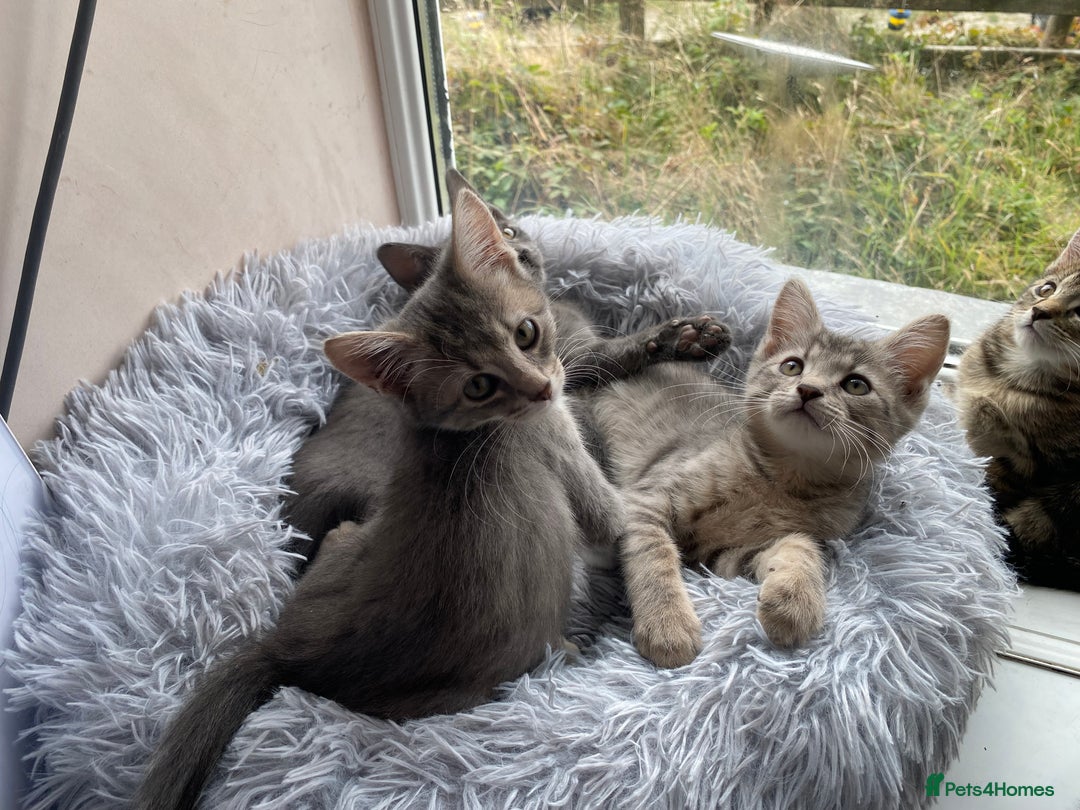 Maine Coon cats for sale: Beautiful Maine Coon X kittens  - Image 4