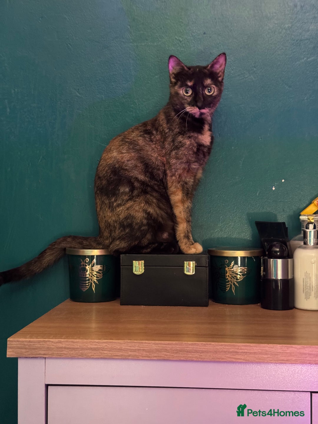 British Shorthair cats for sale: Gorgeous British Shorthair Babies full Flea & Worm - Image 15