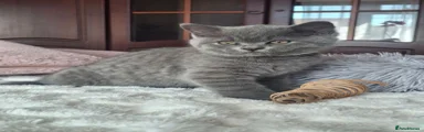 British Shorthair Teddy 