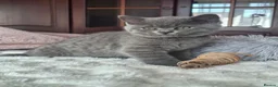 British Shorthair cats for sale: British Shorthair kittens 12 weeks old  in Luton - Advert 20