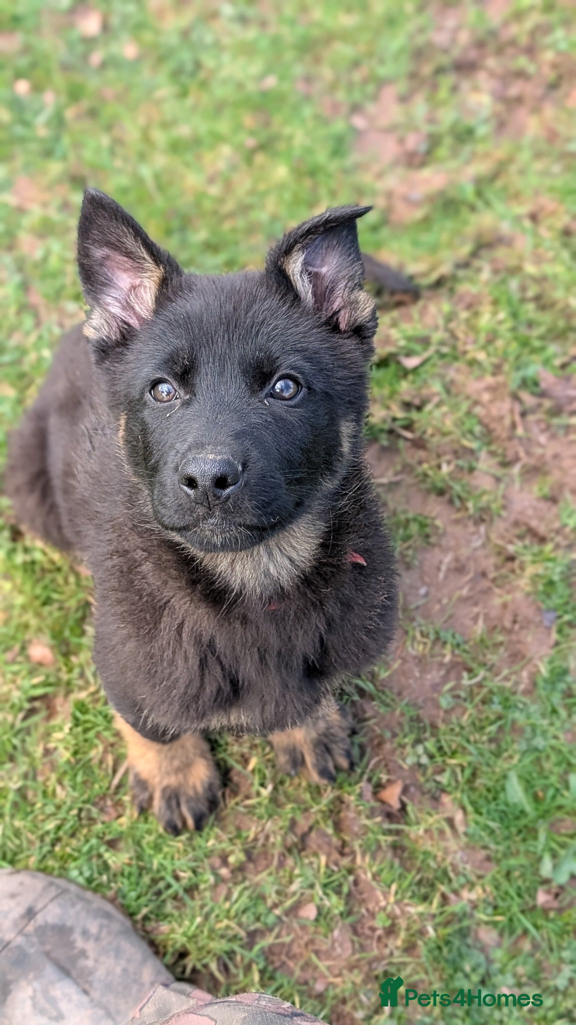 German Shepherd dogs Adorable Czech Shepherd Boys - Advert 3