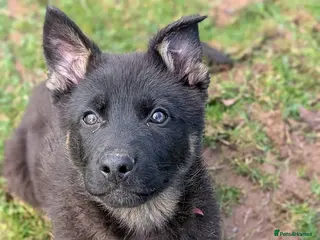 German Shepherd dogs Adorable Czech Shepherd Boys - Advert 3