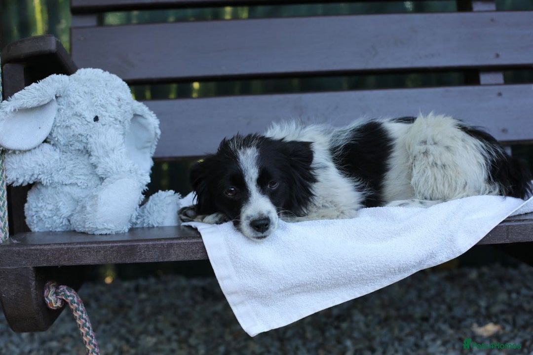 Mixed Breed dogs for adoption: 💖🐶 LOLLY & JOLIE 🐶💖 - Image 21