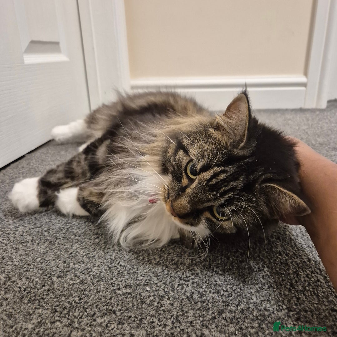 Mixed Breed cats for sale: Friendly Mixed-Breed Male Cat - Advert 6