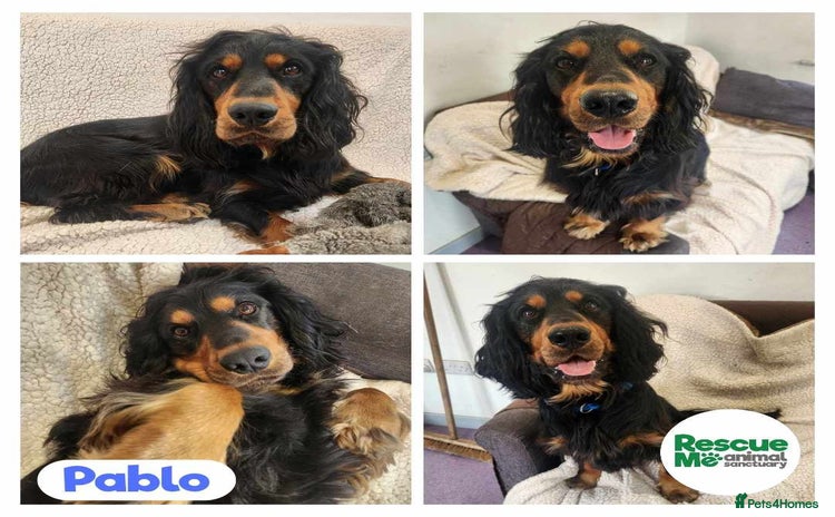 Cocker Spaniel dogs - Advert 1