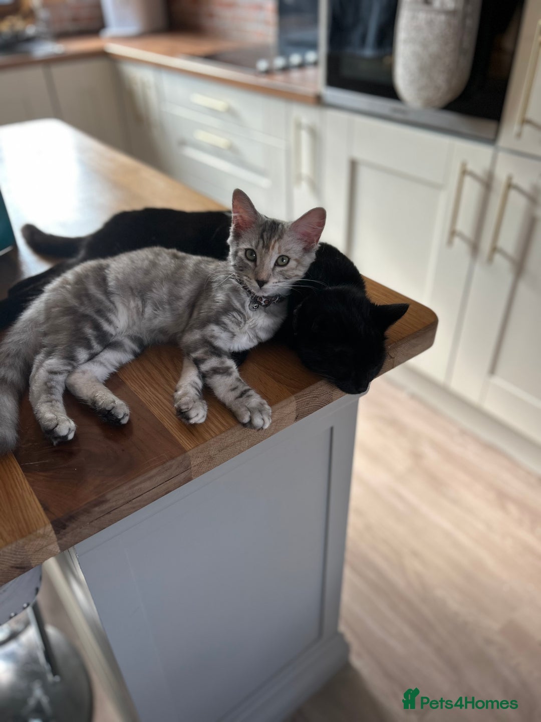 Mixed Breed cats for sale: Beautiful mixed breed girl for sale - Advert 6