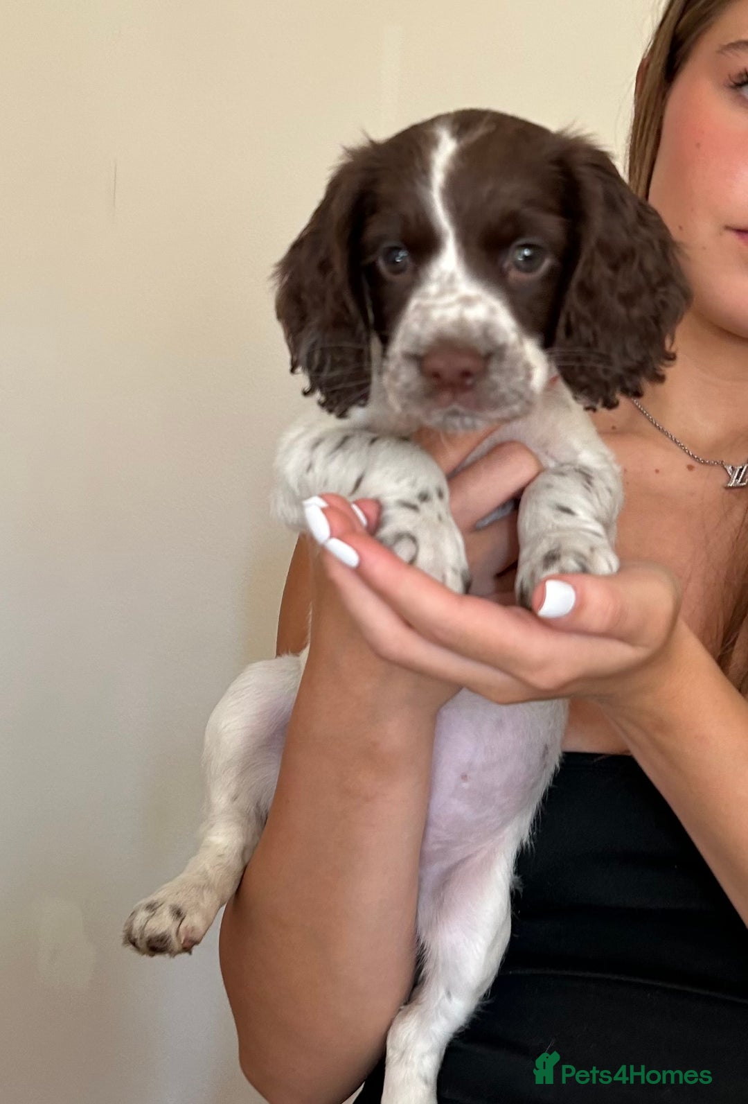 Cocker Spaniel dogs for sale: Kc working cocker spaniel Puppys  in Aylesbury - Image 2