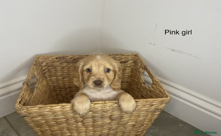 Cocker Spaniel dogs - Advert 13