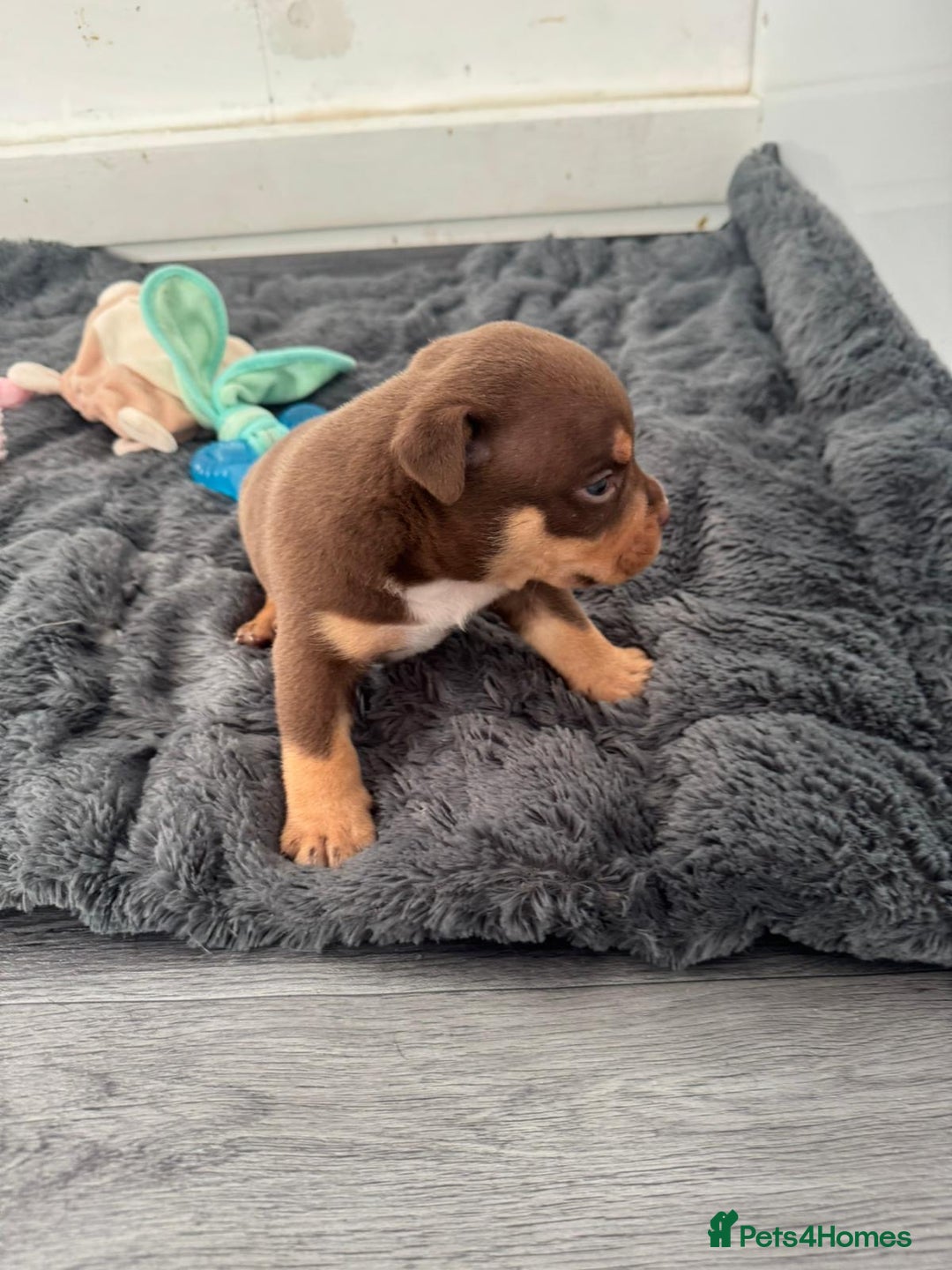 American Bully dogs for sale: Beautiful little pocket bullies for sale - Advert 2