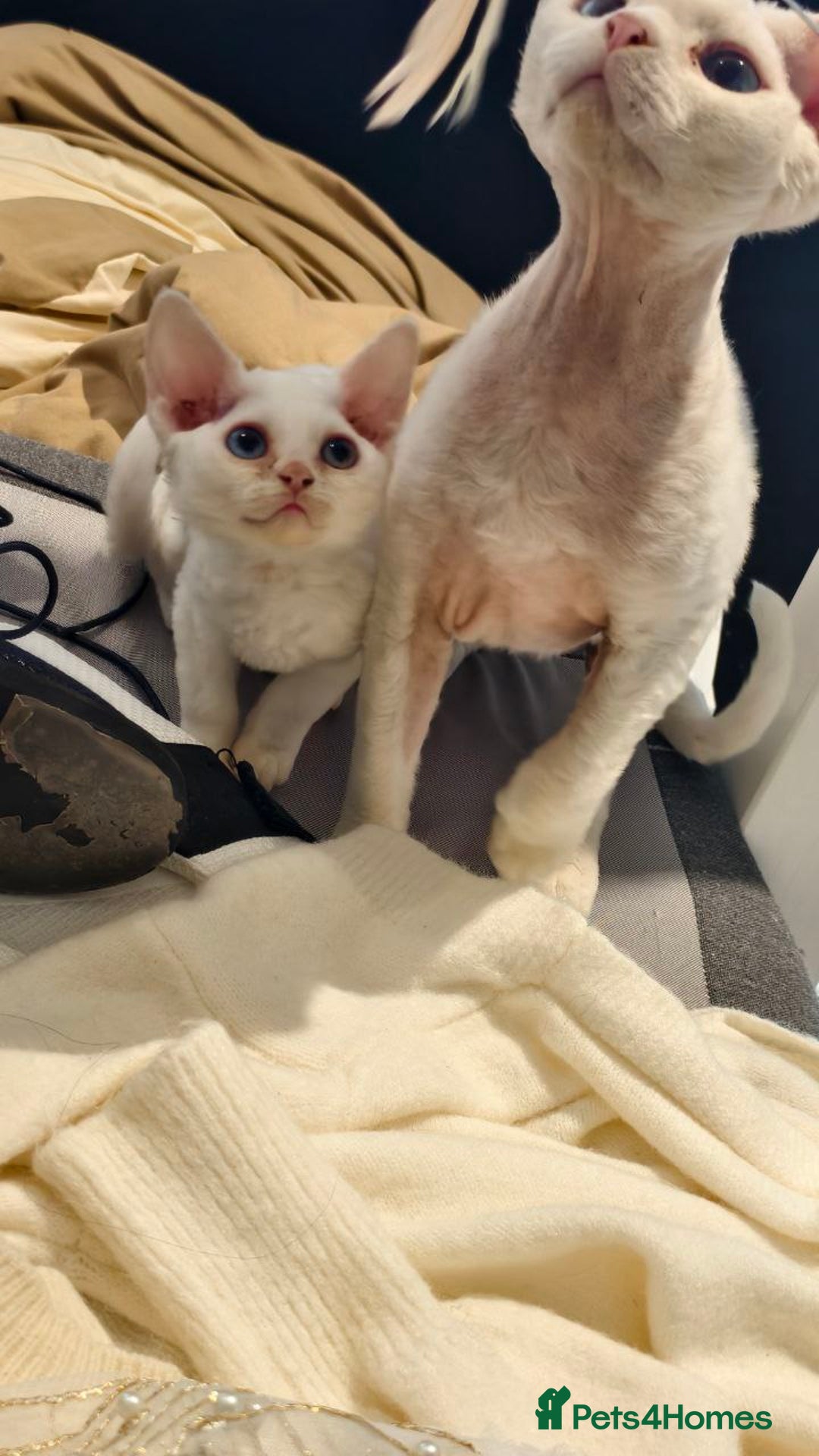 Devon Rex cats for sale: Last Devon Rex kitten this litter  - Advert 2