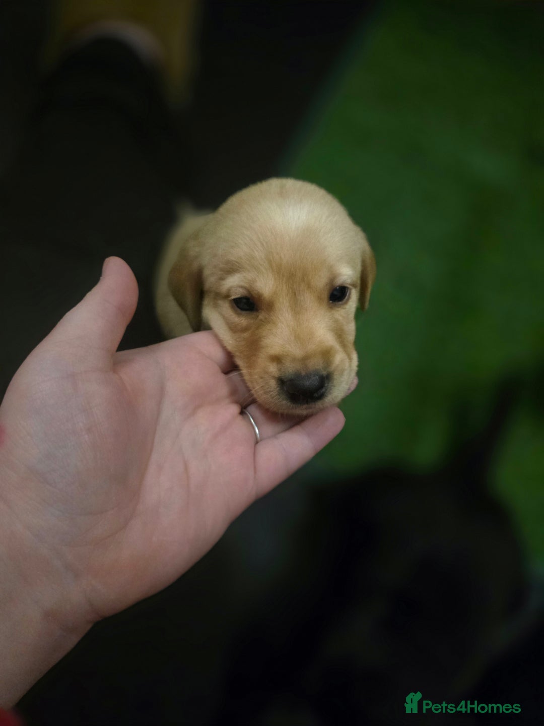 Labrador Retriever dogs for sale: Beautiful labrador retriever puppies  - Advert 5