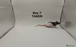 Rat rodents for sale: OCT: 32 Rats (7 Rats: 4 Boys, 3 Girls Left) - Advert 7