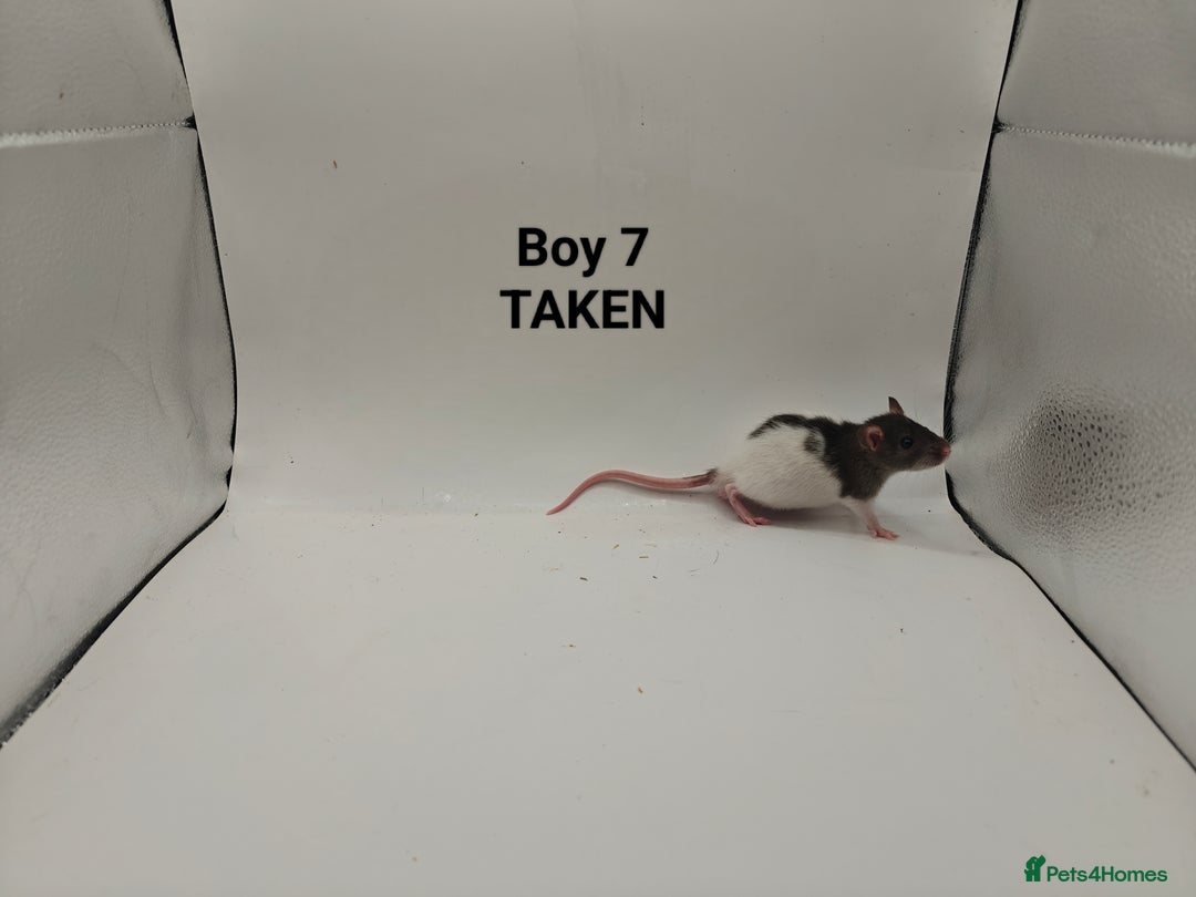 Rat rodents for sale: OCT: 32 Rats (7 Rats: 4 Boys, 3 Girls Left) - Advert 7