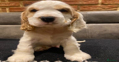 Cocker Spaniel dogs - Advert 11