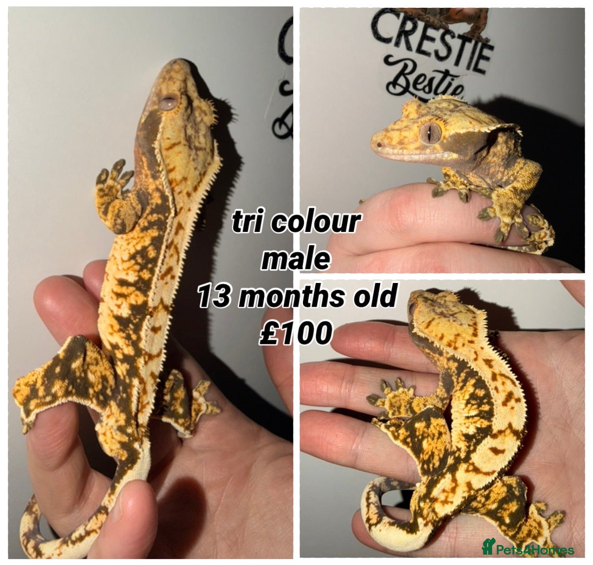 Gecko reptiles Stunning Crested Geckos - Advert 1