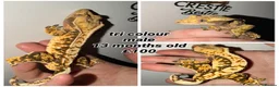 Gecko reptiles for sale: Stunning Crested Geckos - Advert 1