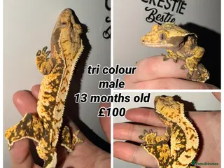 Gecko reptiles Stunning Crested Geckos - Advert 1