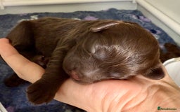 Cockapoo dogs for sale: 🐾 Beautiful F1B Cockapoos –Health Tested Parents  - Image 26