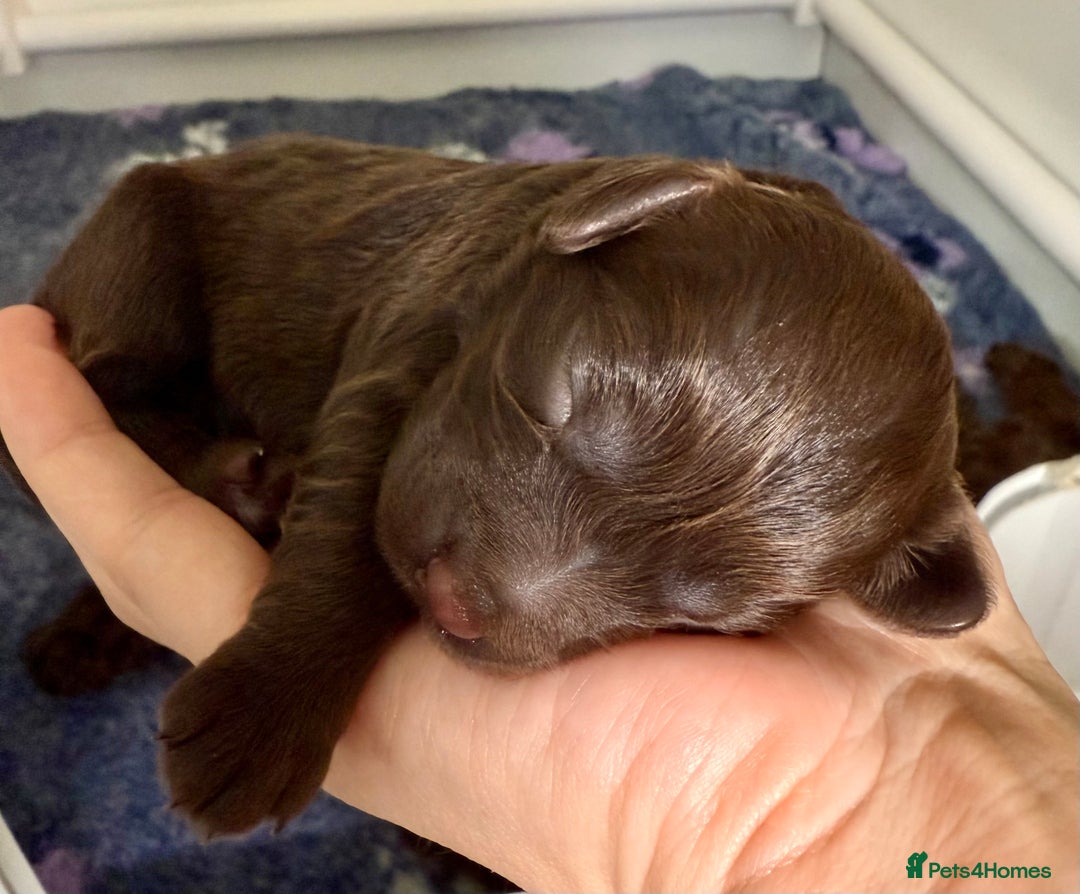 Cockapoo dogs for sale: 🐾 Beautiful F1B Cockapoos –Health Tested Parents  - Image 26