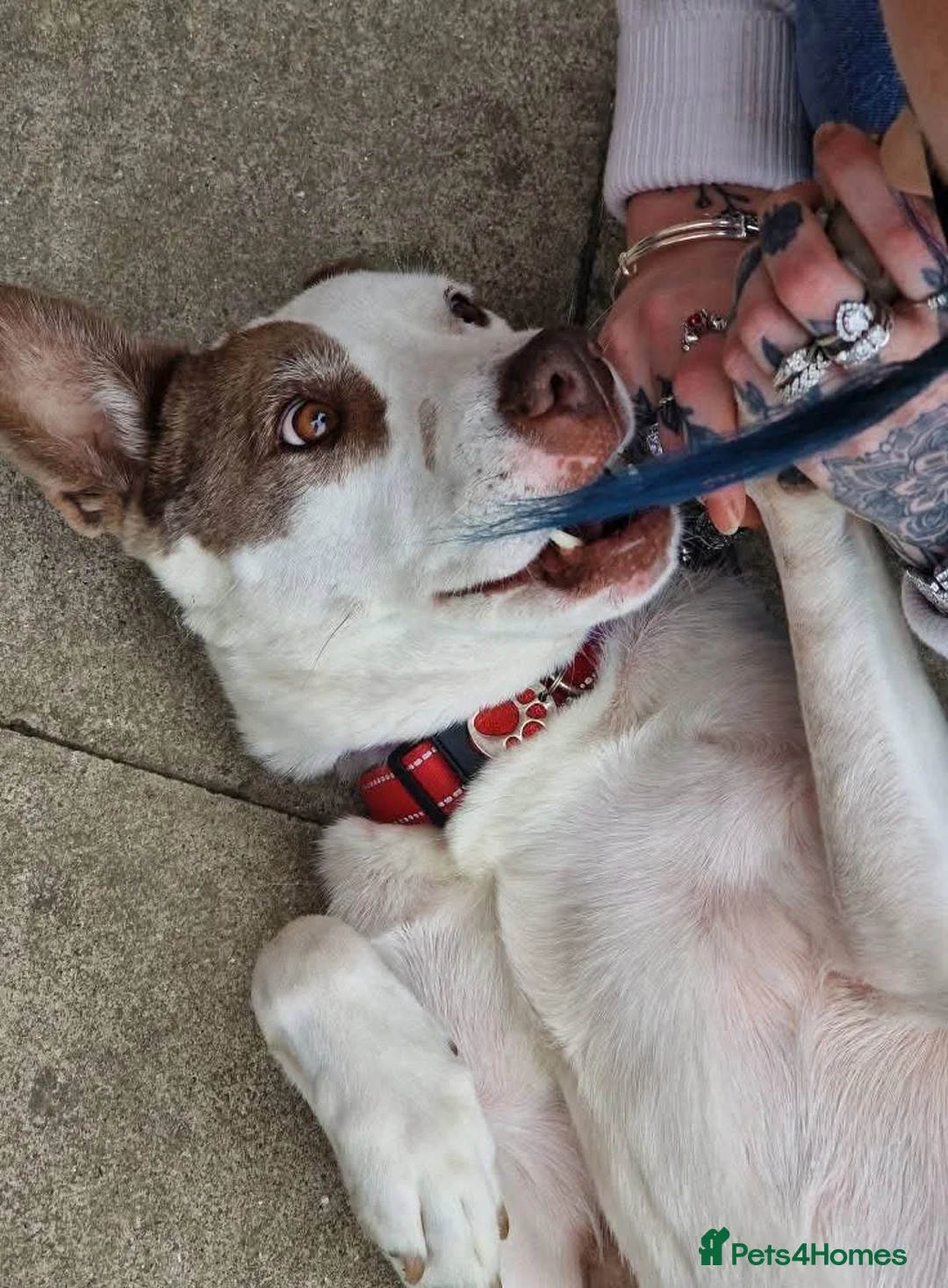 Mixed Breed dogs for sale: Having to urgently re-home  - Advert 6