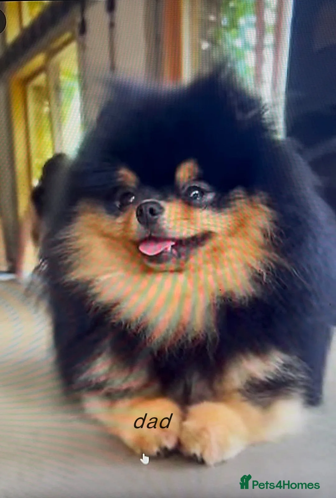 Pomeranian dogs for sale: BLACK POMERANIAN BOY WITH WHITE MARKINGS - Advert 6