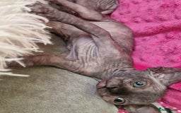 Sphynx cats for sale: Baby sphynx ready for reservation  - Image 7