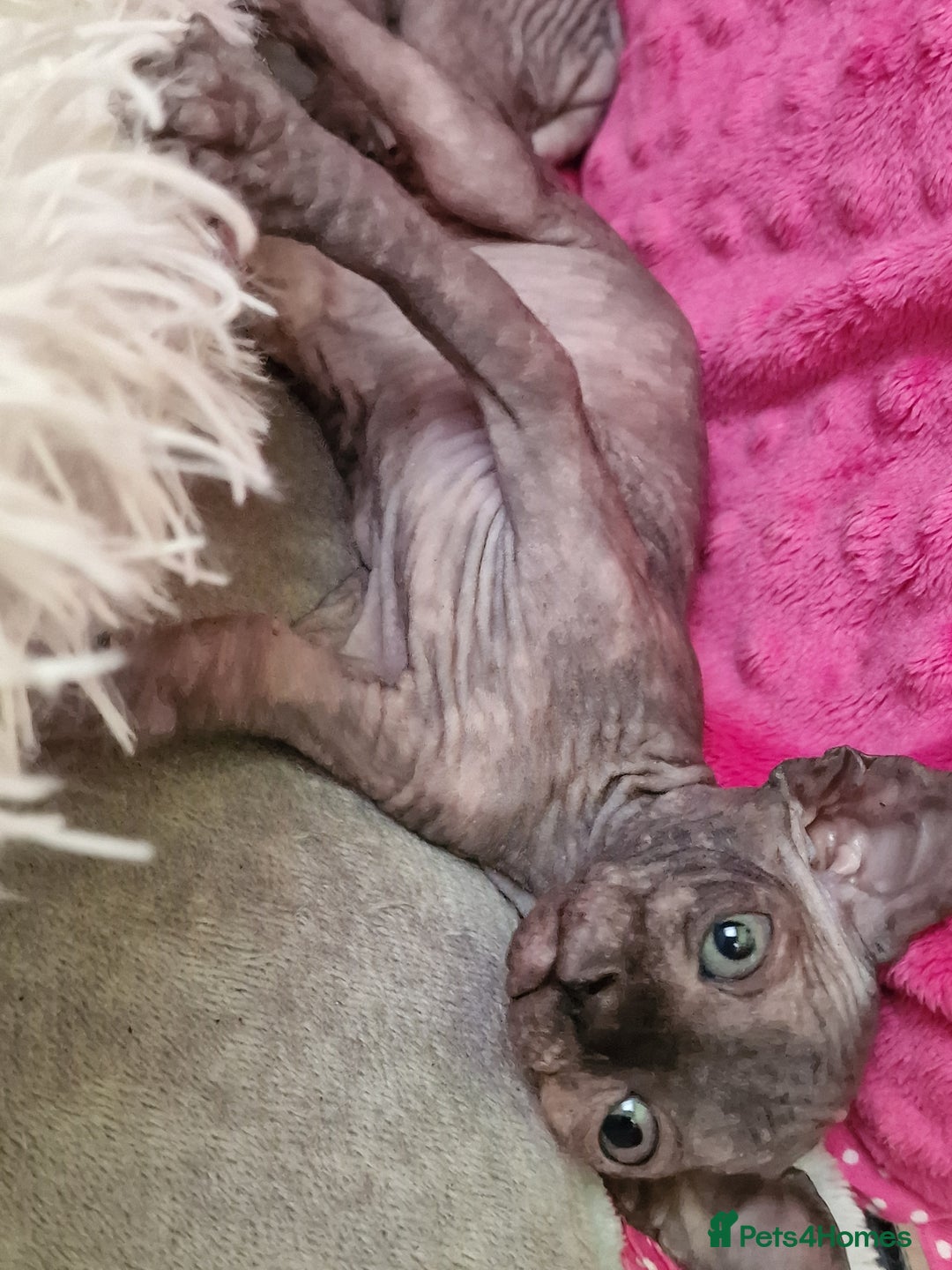Sphynx cats for sale: Baby sphynx ready for reservation  - Image 7
