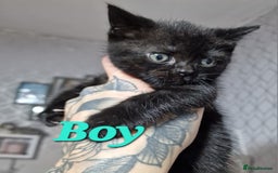 Mixed Breed cats for sale: Bsh cross maine coon - Image 5