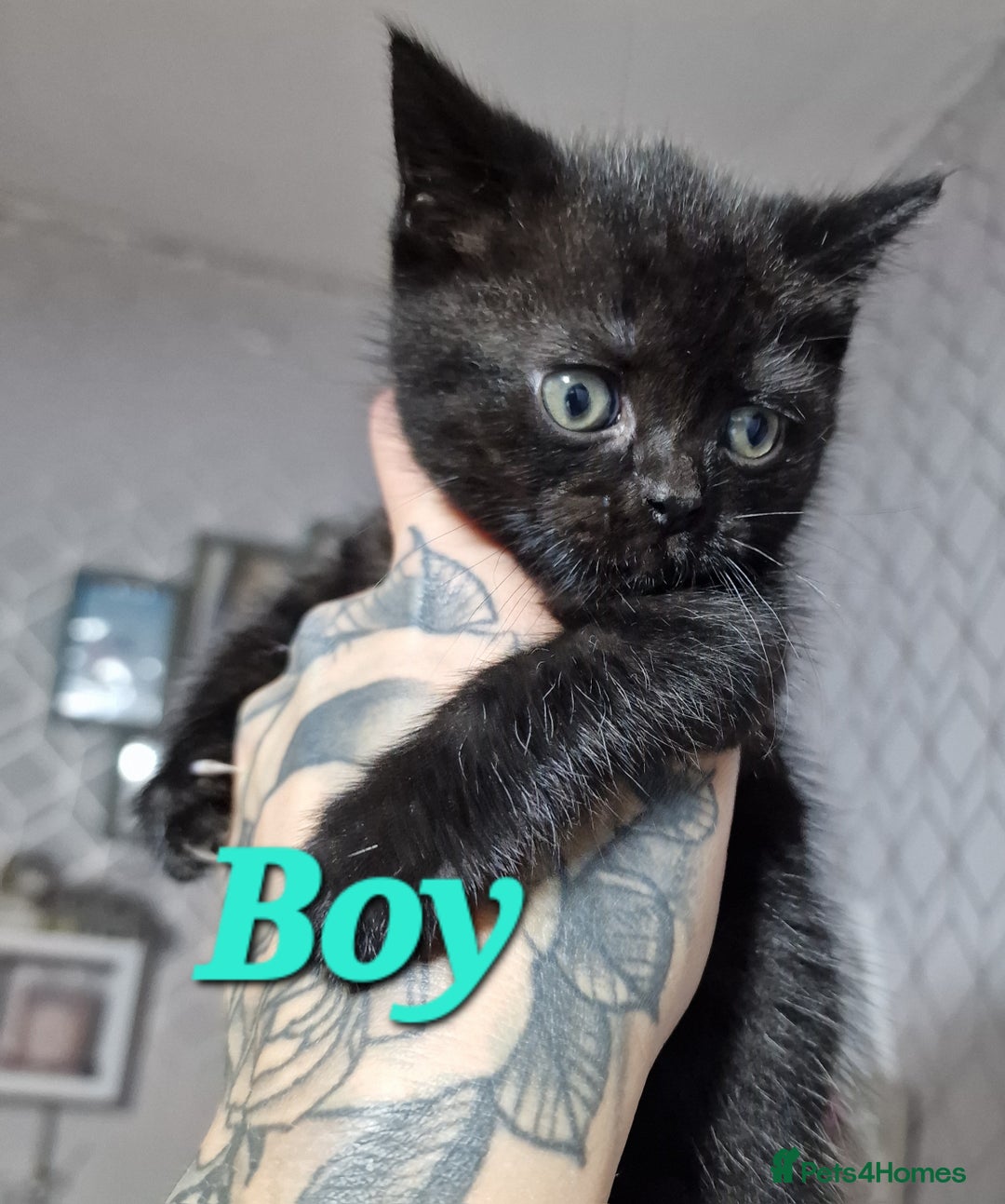 Mixed Breed cats for sale: Bsh cross maine coon - Image 5