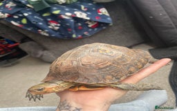 Turtle reptiles for sale: Wood painted turtle  - Image 3